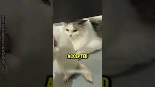 Они подумали, что это призрак.