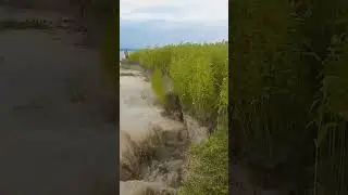 River erosion😢#shorts #viral #video #shortvideo