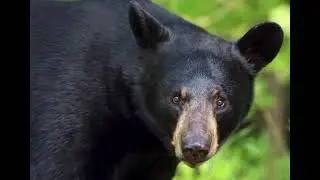 Dramatic West Mexican Black Bear