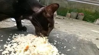 Cats eating food ASMR part 15