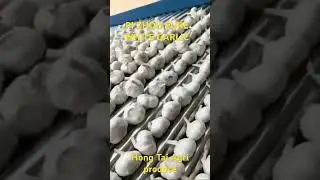 PI ZHOU PURE WHITE GARLIC! Auto machine sort and grade! Size:40/45/50/55/60/65mm.