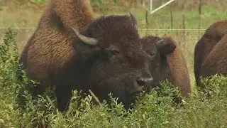 Finding Minnesota: Minneopa Bison At Minnesota State Park