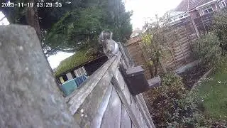 Squirrelcam 10: Cute squirrel eating a nut
