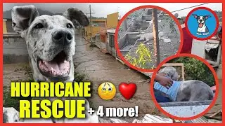 Incredible Dog Rescue Stories: 5 Pups Who Defied the Odds