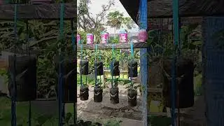 Suasana Perkebunan di Depam Rumah # #perkebunan #pertanian #sayuransegar #panenstroberi