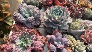 Assim elas irão ficar bonitas, em forma e saudáveis.💚