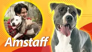 Amstaff: Cachorro forte e esperto! | Petiscando com Bruno Bock