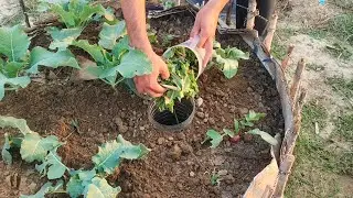 Turn Your Raised Bed into a Self-Sustaining Garden | DIY Composting System Using a Plastic Bottle