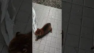 Kucing berkepala datar ( Prionailurus planiceps )