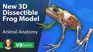 Visible Biology | New 3D Dissectible Frog Model