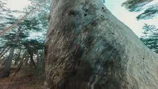 Pine Forest Serenity: 4K Nature Walk Adventure