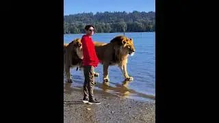 AI Lion leader #rahimrozani #lion #love #funnyclips #lol