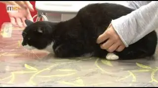 MEMA TV - KW 32 - Tiere leiden auch bei extremer Hitze