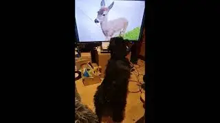 Dogs TV obsession