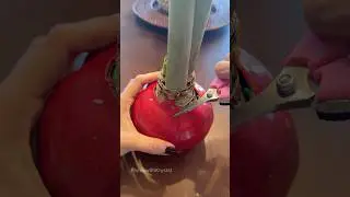 Removing wax from an amaryllis bulb #amaryllis #bulbs #plantgrowth
