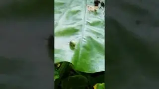 【森の妖精】Leptopoma nitidum【アオミオカタニシ】