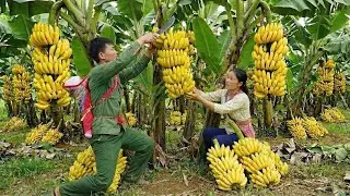 Harvesting Wild Bananas and Taking Them to Market to Sell, Building a Handmade Septic Toilet