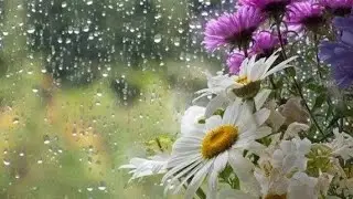 Sound Rain And  Flower Is Peacefull #rain #sound #naturelover #night #wonderfull