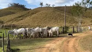 Primeiro manejo do gado usando Border Collie.