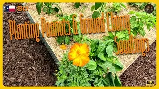 Planting Peanuts & Ground Cherry Seedlings