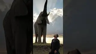 The Elephant King👑🦣🐘👑 #cinematic #elephant #funny #viralreel #animals #wildlife #gaintelepgant