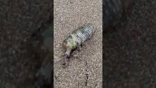 今朝は満潮だったのでビーチからアオリイカ釣り。ここはみなべ町千里浜。新子ですが釣れました。アオリイカ王国南紀では砂浜からも普通に釣れます。小目津、埴田（はねた）、森の鼻等々がおすすめ。