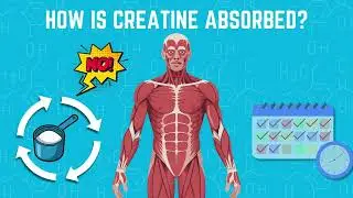 What Is Creatine Monohydrate? Science Explained + Myths Busted By Myfitness. #myfitness #creatine