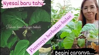 tutorial menanam sawi dengan hanya sekali tanam bisa panen berbulan-bulan, caranya begini...