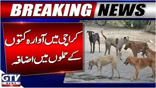 Stray Dog Attacks Surge in Karachi | Citizens In Trouble | Breaking News