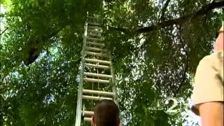 Beehive causes problems for Orange Co. neighborhood