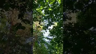10s Stillness &mdash; Summer Canopy, Saaremaa (24 June 2019) #calming #nature #greenery #forestbathing