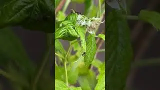 Follow along on my ant farm journey to find the queen and capture these wild ants into my farm.!