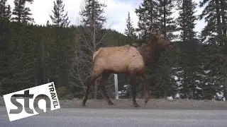 Winter adventures in Alberta, Canada | STA Travel