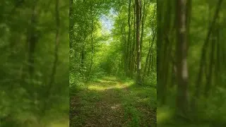 Sunlight, Birds & Greenery - Peaceful Spring Walk in the Forest