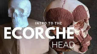 Ecorche Intro