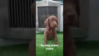 Labrador retriever puppy barking sound