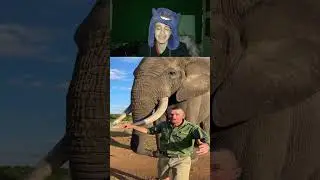 Elefant klaut Hut und will Bag