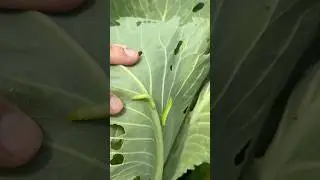 Cabbage Worms in My Garden! How to Spot & Stop Them Naturally