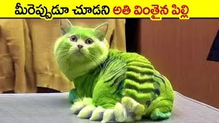 🔵 Dragon Cat | Rarest Cat Breeds In The World | rare cat breeds | angry animals in telugu