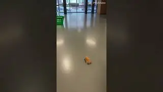 Funny Animal Theft Caught on Phone in Grocery Store. #funny #animaladventure
