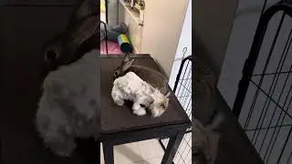 Bunny table bonding behaviour 