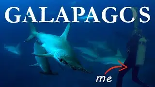 DIVING WITH HAMMERHEAD SHARKS | Flamingos, Tortuga Bay | Galapagos Vlog Day 1-3