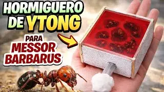 Hormiguero de Ytong para messor barbarus | sistema  humedad | paso a paso 🐜🪨