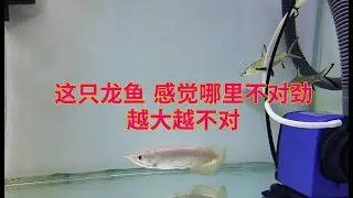 感觉哪里不对 难道不是金龙？