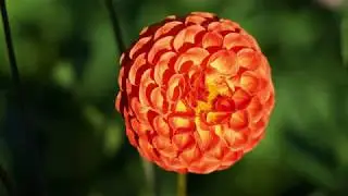 Macro Photography (Garden) - Macro Fotografie (Garten)