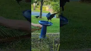 Wild Birds Stealing Food