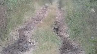 Close Jaguar encounter in the Gran Chaco of Bolivia