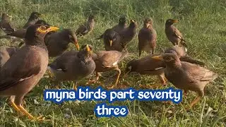 Myna birds part seventy three | SAME channel