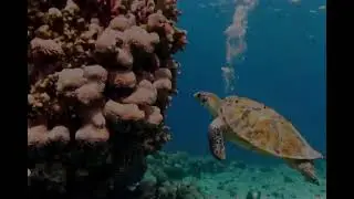 Diver's Dream: Coral Reef Adventure #DiversLife #CoralReefs #UnderwaterAdventure