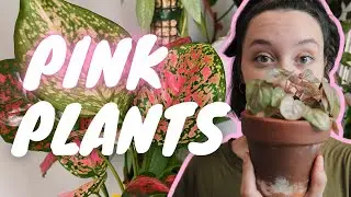 BEST PINK HOUSEPLANTS | indoor plants that brighten your interior and look good doing it
